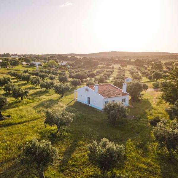 Amor é Cego – wholesale Olive oil – Azeite Virgem Extra - Garrafa de 25 CL3