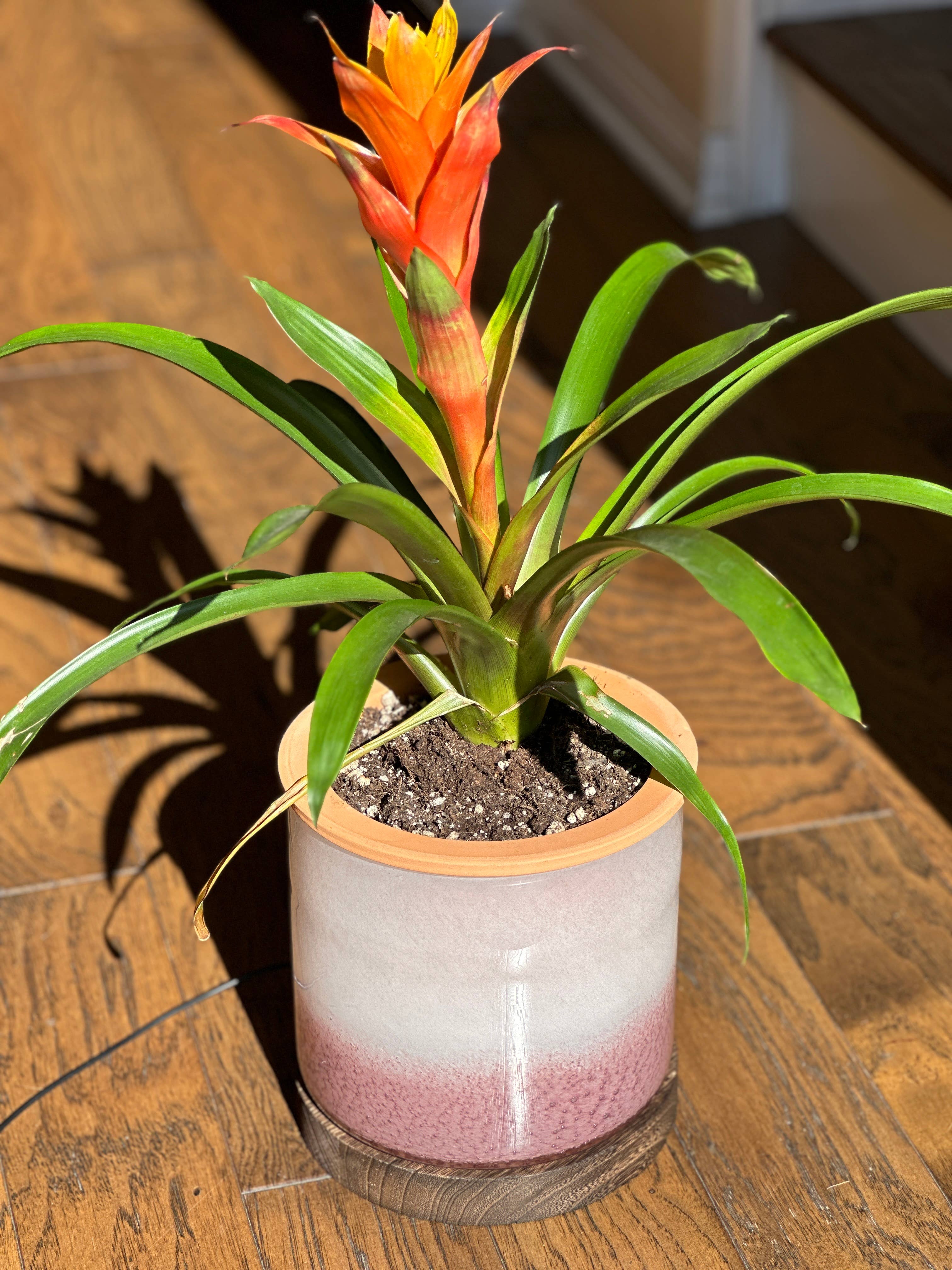 ApricotMint - Wholesale Plant Pot - 8" Art Glass LED Self Watering Planter (USB Plug-in)14