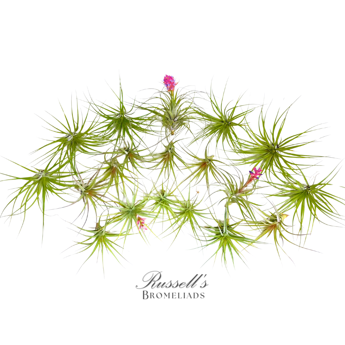 Russell's Bromeliads - Wholesale Live Plant - Blooming Air Plant Assortment1