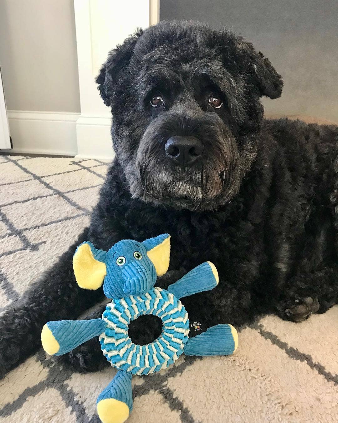 Spunky Pup - Wholesale Pet Plush Toy - Dog - Wibbleez Stretch and Tug Toys4