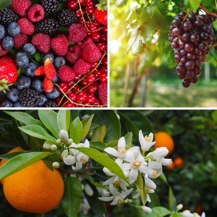 Home & Away - Vente Bougie en bocal - Flouris'd Thorn | Bougie parfumée à la cire de soja1