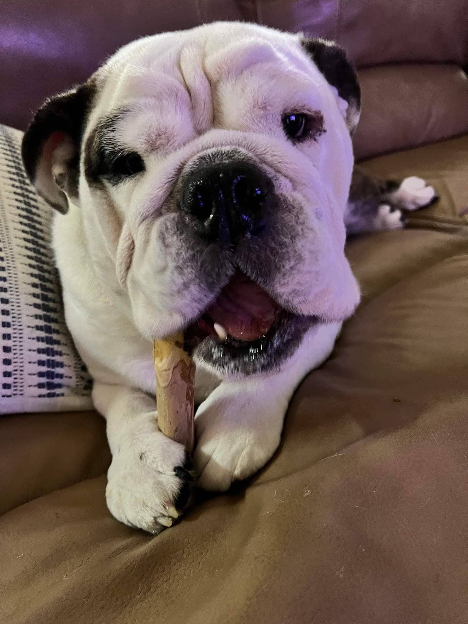 Loyalty Pet Products - Wholesale Pet Chew Toy - Dog - Croc Chomps - 100% Organic and Sustainable Coffee Wood Chews5