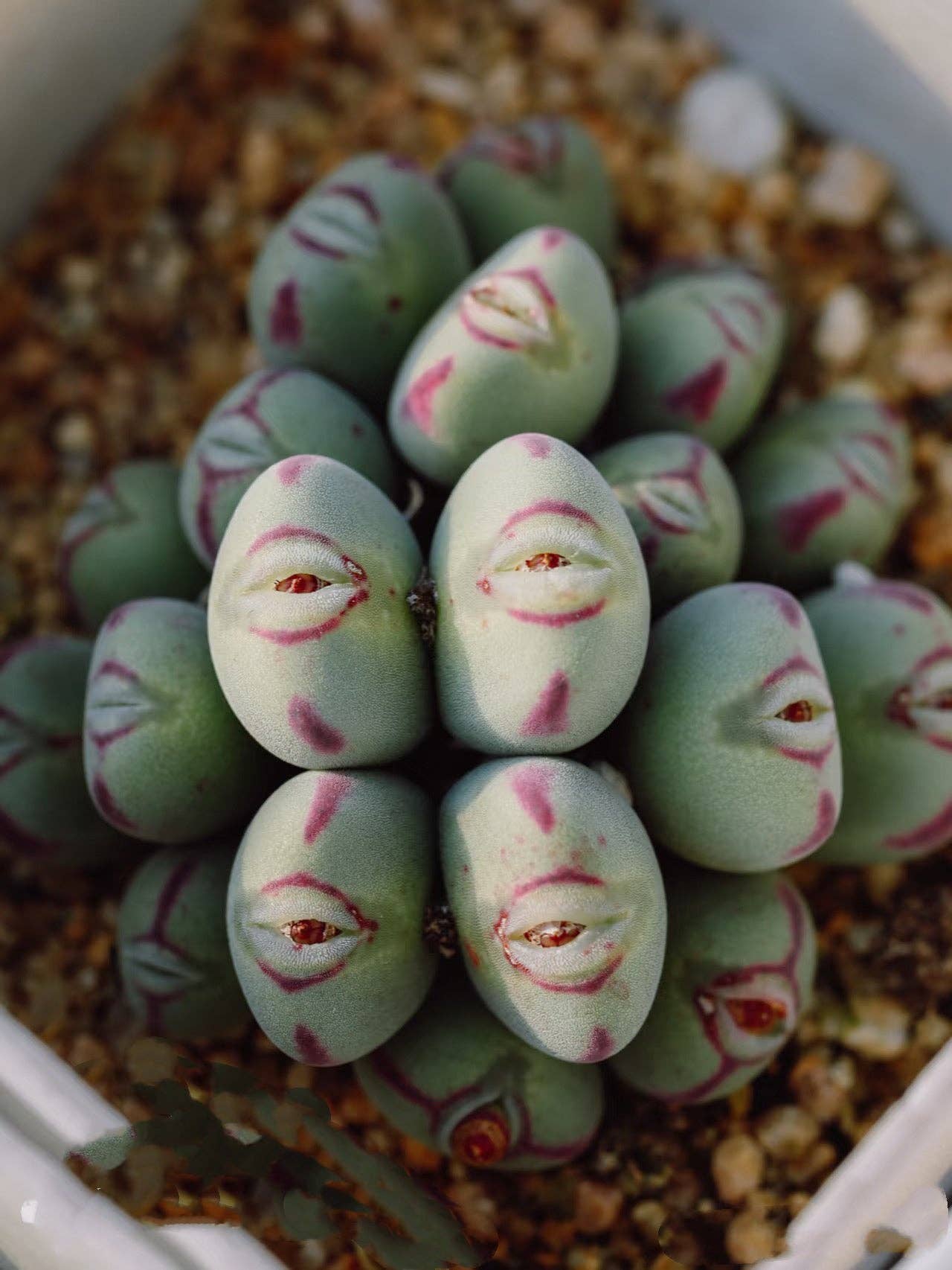 Secret Succulent Garden - Wholesale Succulent - C. chauviniae Cluster, 3-8 heads cluster