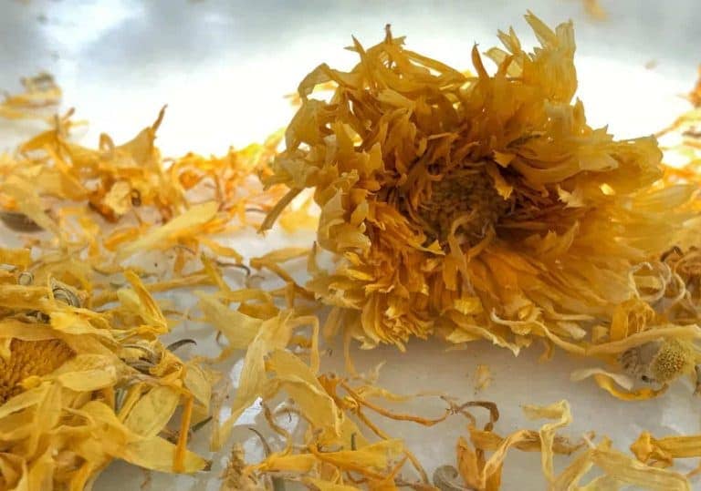 Better Shea Butter - Wholesale Loose Tea - Calendula Whole Flowers for Teas, Soaps & Crafts (4 oz)1
