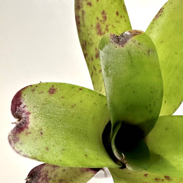The Artizan Way - Wholesale Live Plant - Neoregelia Abendrothae - Live Bare Root Plant