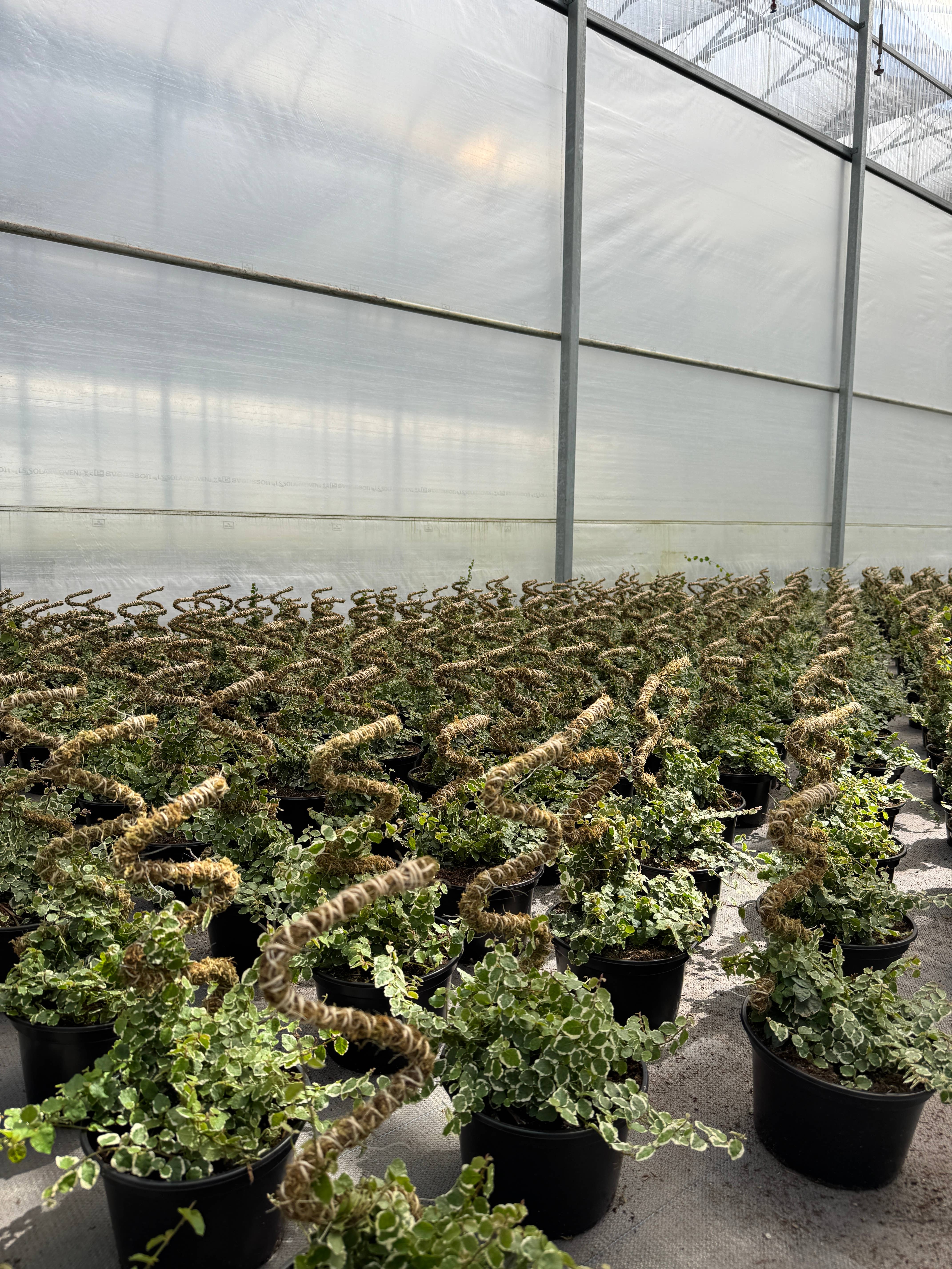 Mossify - Wholesale Garden tool - $2.60–5/Unit 50-pack Bendable Moss Pole Thin – Grower's Pack4