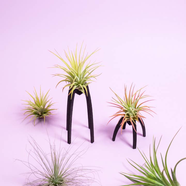 BOREEN Shop - Wholesale Live Plant - Tillandsia air plant with Essi wooden support6