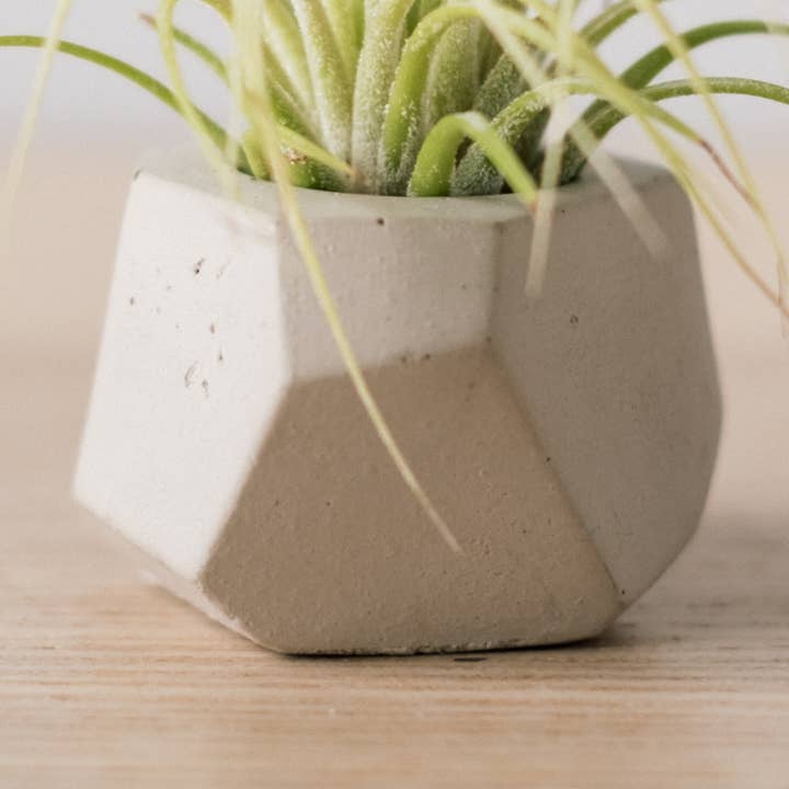 Concrete Days - Wholesale Plant Pot - Tiny Geo Airplant Holder4