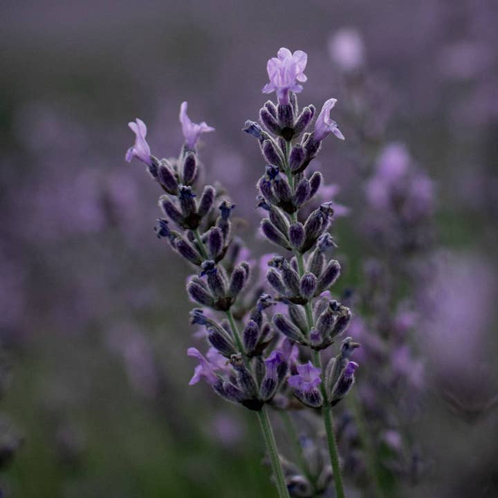 Lavender Absolute 1 mL for wholesale by Nomad Botanicals