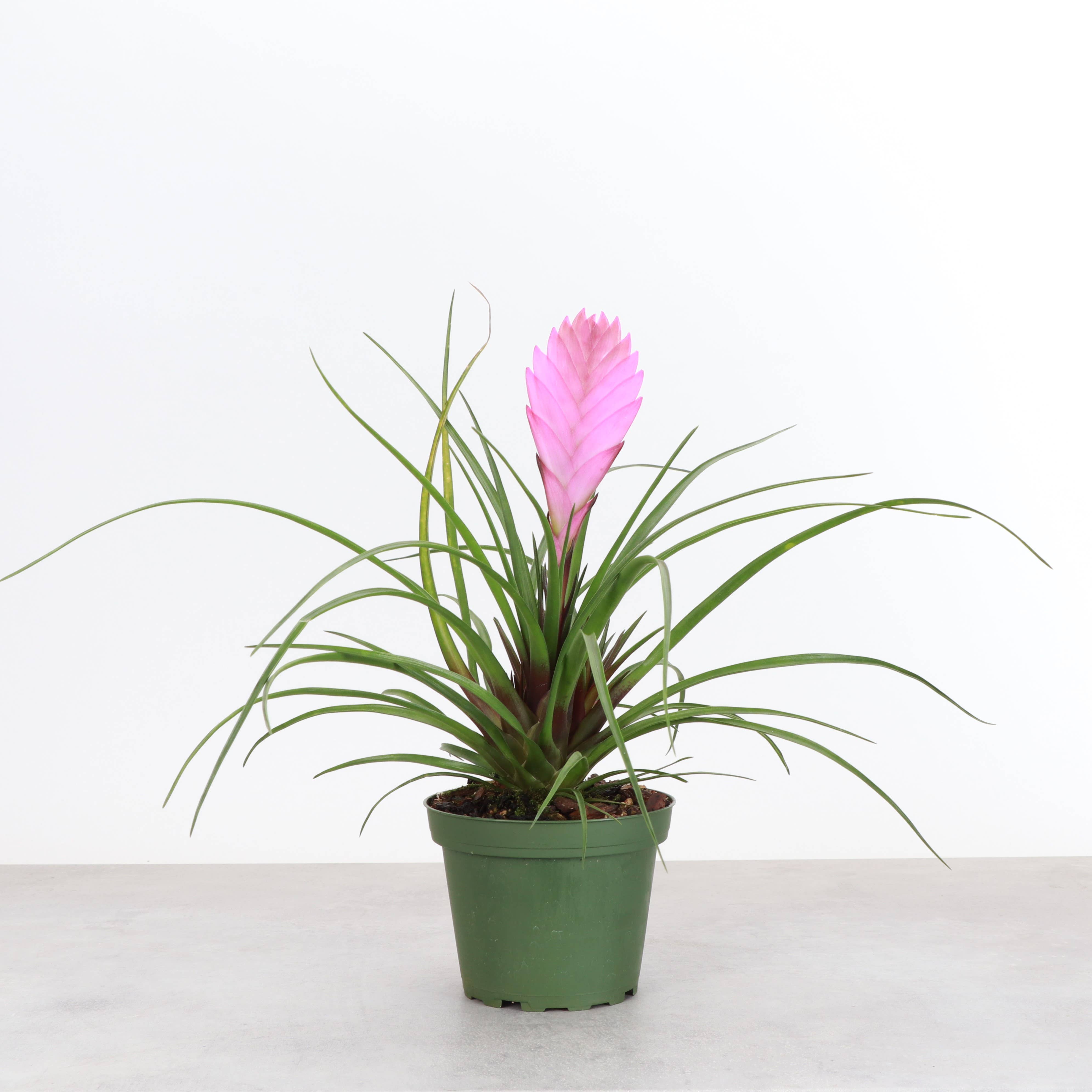 Thorsen's Greenhouse - Wholesale Live Plant - Pink Quill Bromeliad - 4" Live Plant2