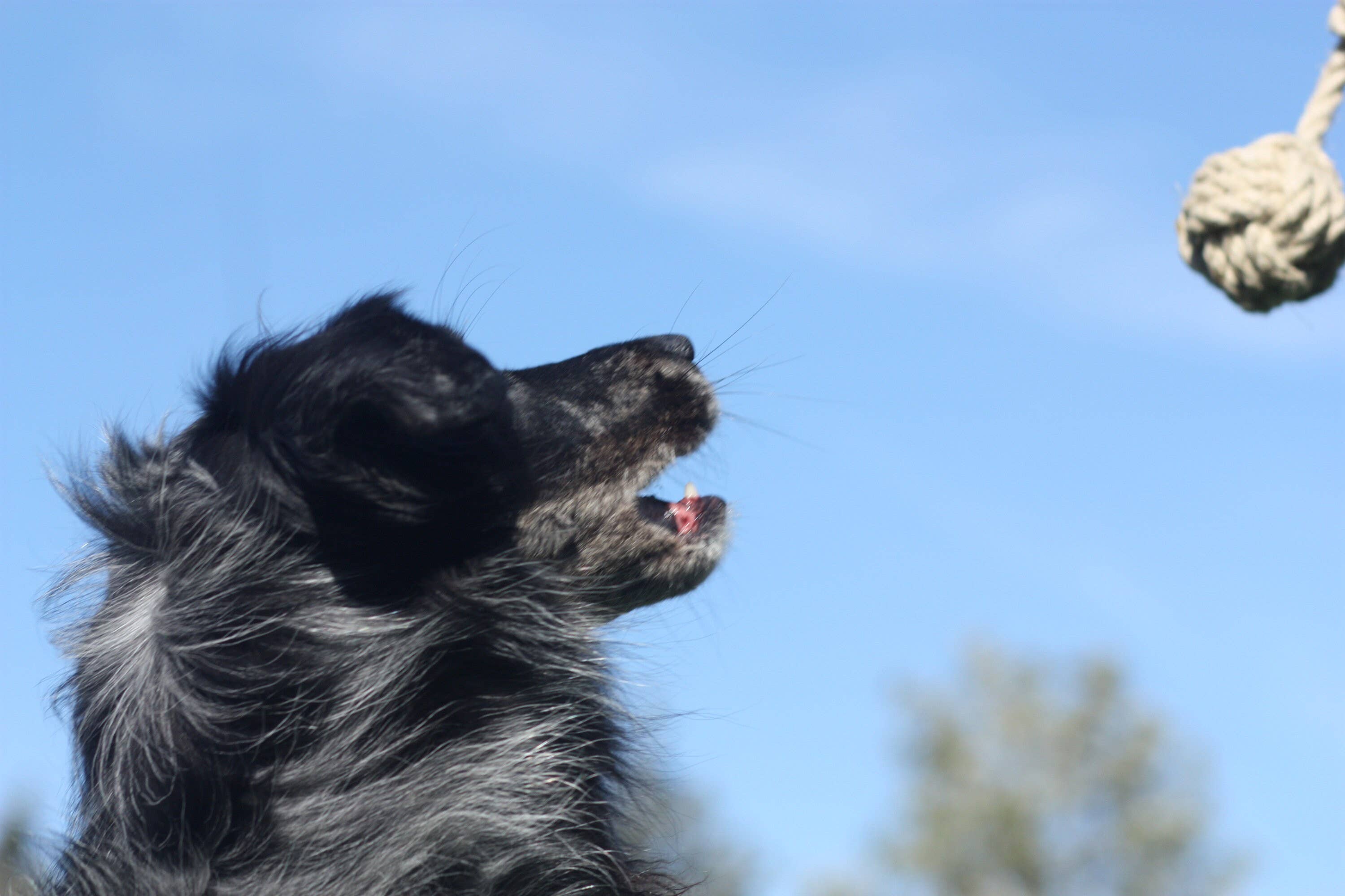 Pawsome Pet Toys - Wholesale Pet Rope Toy - Dog - Monkeyfist play and training dog toy, Organic hemp rope1