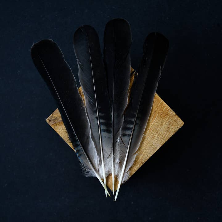 Jay feathers for wholesale by Plumes Naturelles