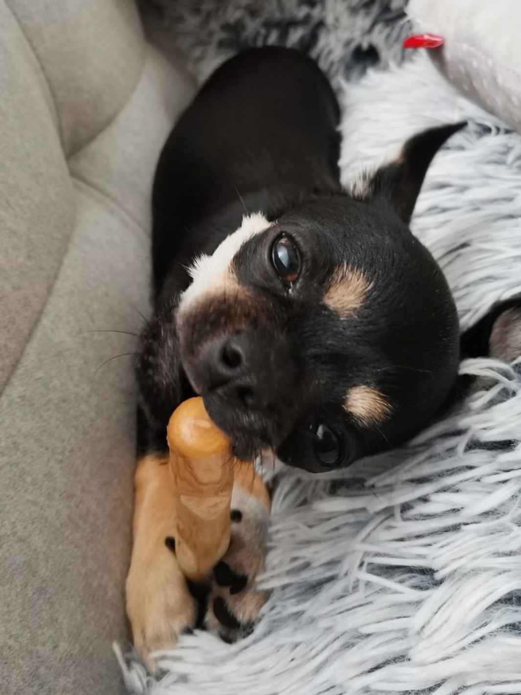 Truffe Délice - Venta al por mayor Juguete para morder - Perros - Madera de cafeto6