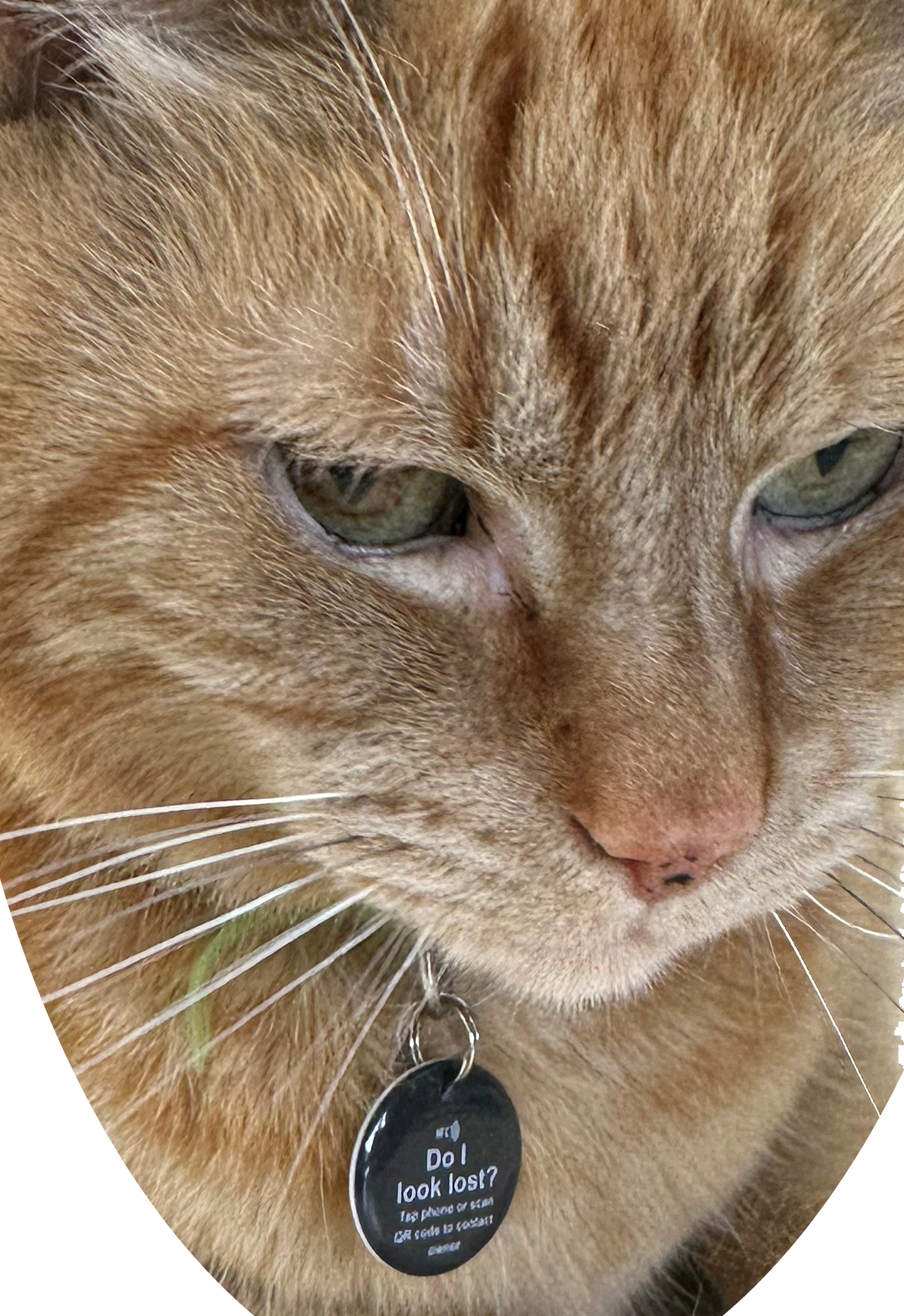 Tap and Share - Venta al por mayor Chapa de identificación - Gatos y perros - Etiqueta inteligente NFC mini para mascotas con rastreo pasivo avanzado4