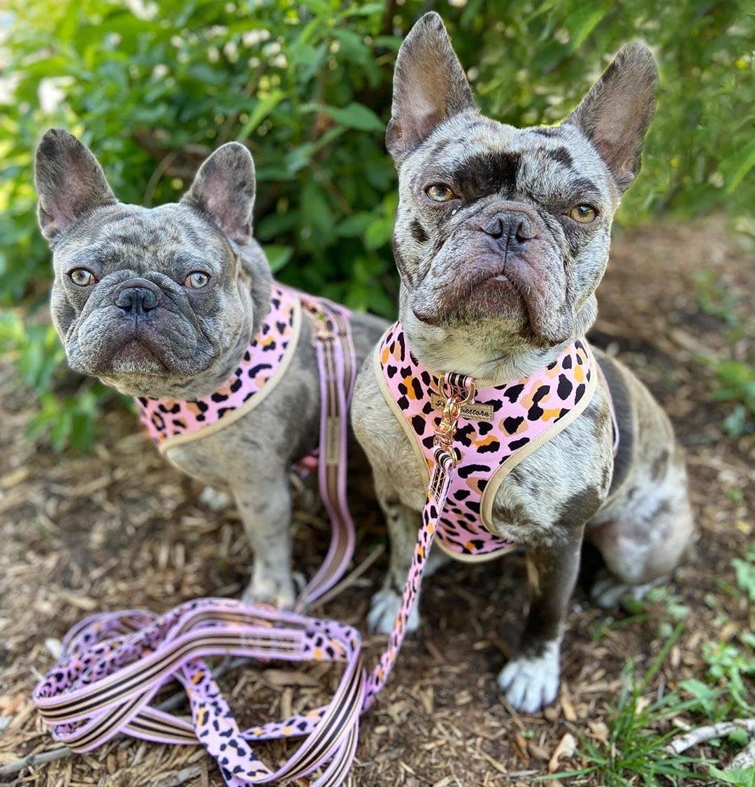 Frenchiestore - Wholesale Pet Harness - Dog - Dog Pet Reversible Health Harness | Wild One9
