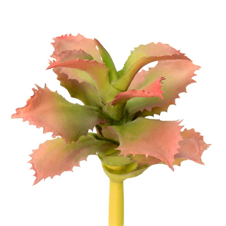Vickerman 5" Red/Green Adromischcus Pick 3/Pk for wholesale by Vickerman