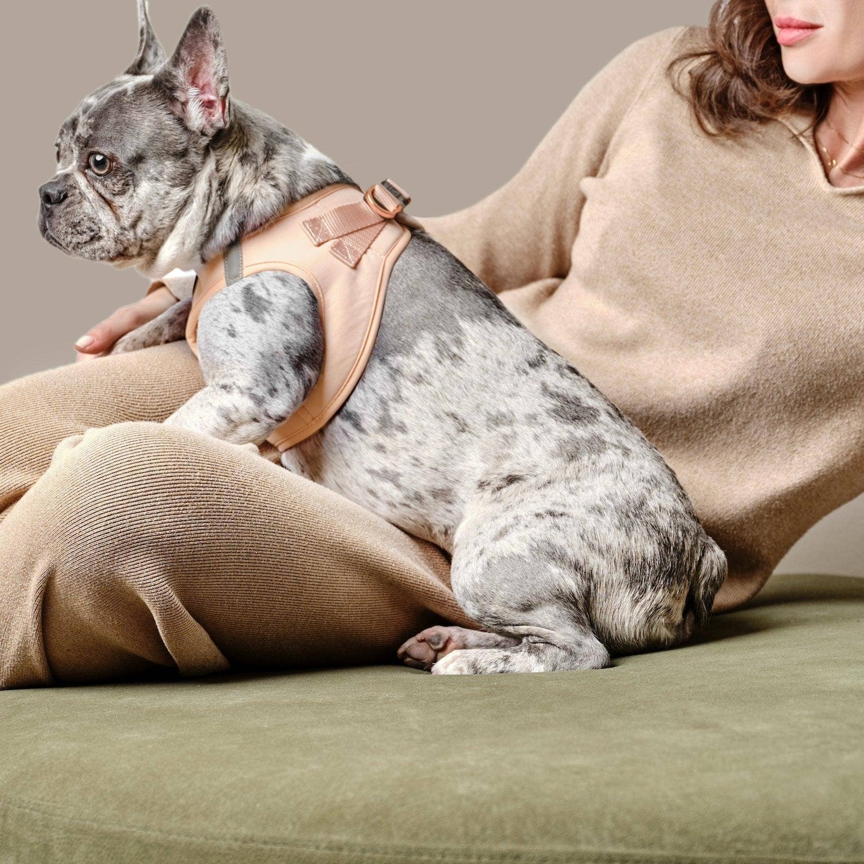 Dogistry™ - Wholesale Pet Harness - Dog - SoHo Dog Harness - Dune6