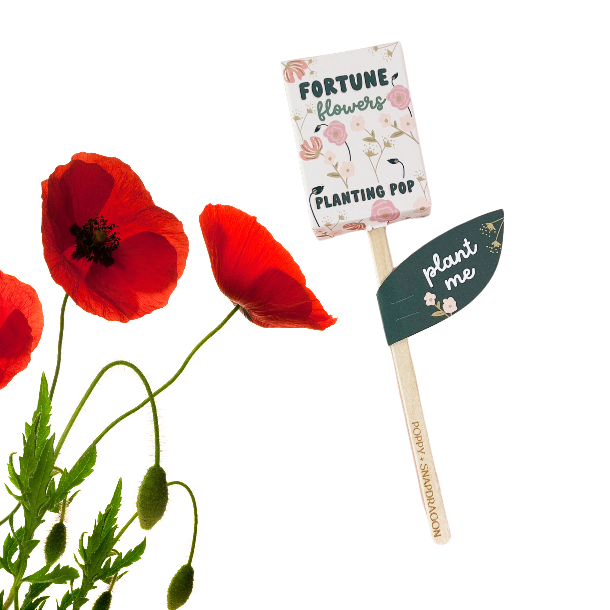 Sow the Magic - Wholesale Plant Seeds - Fortune Flowers Garden + Gift Seed Planting Pop1