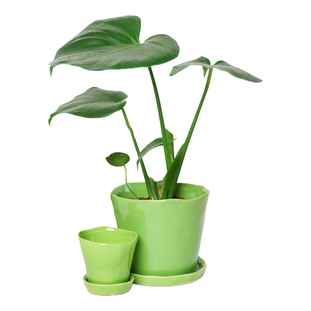 Chive - Wholesale Plant Pot - Tika Ceramic Pots With Saucer And Drainage Hole - 3"46