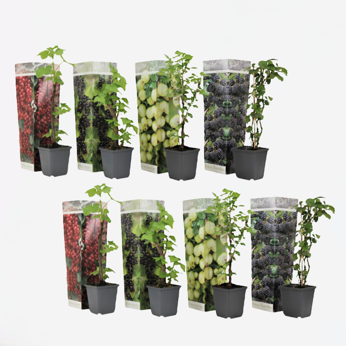Oasis of Life - Wholesale Live Plant - Berry plants – 8 plants Rubus, Ribes rubrum, Ribes nigrum, Ribes uva-crispa – Mix of blackberry, gooseberry, red & black currant – Fruit plants for garden & terrace – Height 25–40cm – Ø9cm0