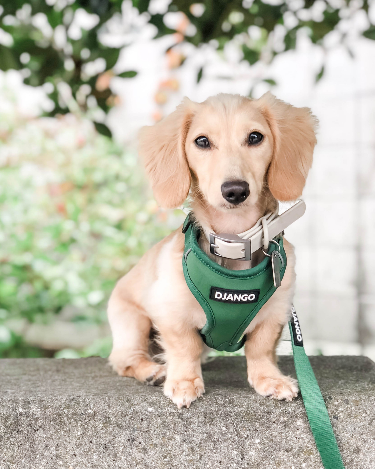 DJANGO - Wholesale Pet Harness - Dog - Adventure Dog Harness - Forest Green1