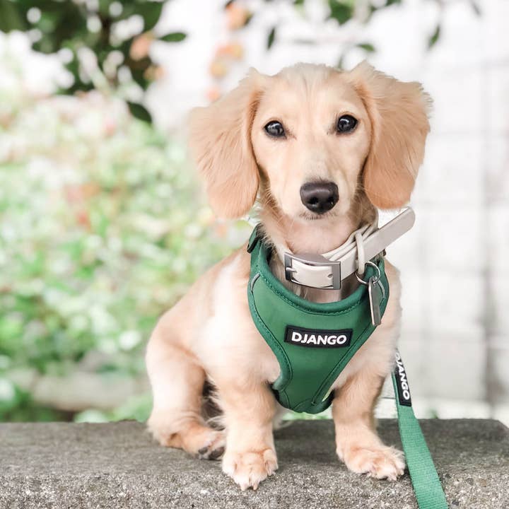 DJANGO - Wholesale Pet Harness - Dog - Adventure Dog Harness - Forest Green1