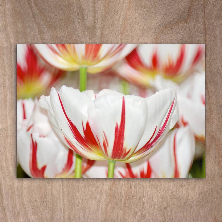 Ansichtkaart Eye0162 Tulp Tulip Flowers Spring voor wholesale door eye-comm