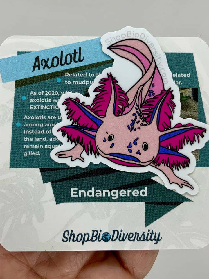 Adorable Axolotl Vinyl Sticker - Cute, Durable, Waterproof for wholesale by Shop BioDiversity