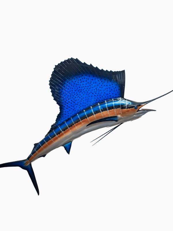 Mur de voilier pour la vente par Bluewave Fish Mounts