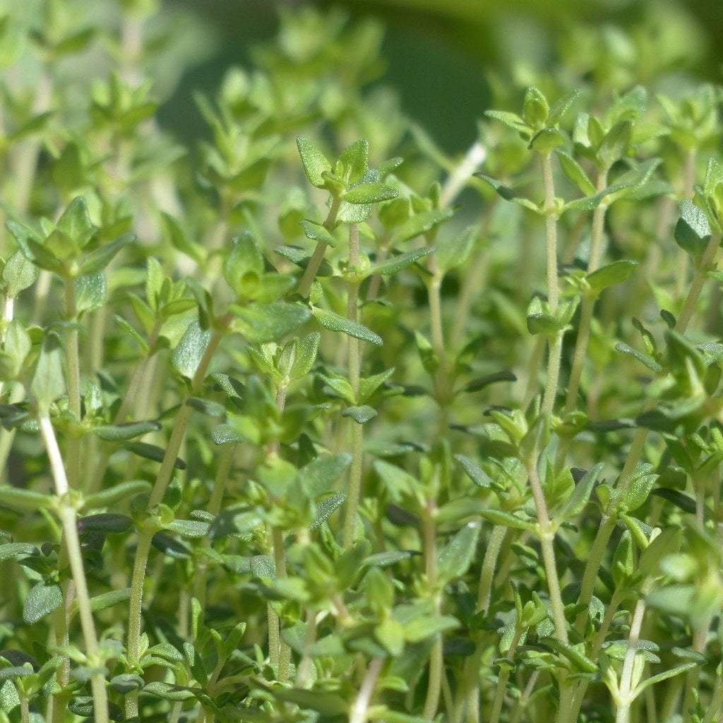 Sow True Seed - Wholesale Plant Seeds - Thyme Seeds - English, ORGANIC3