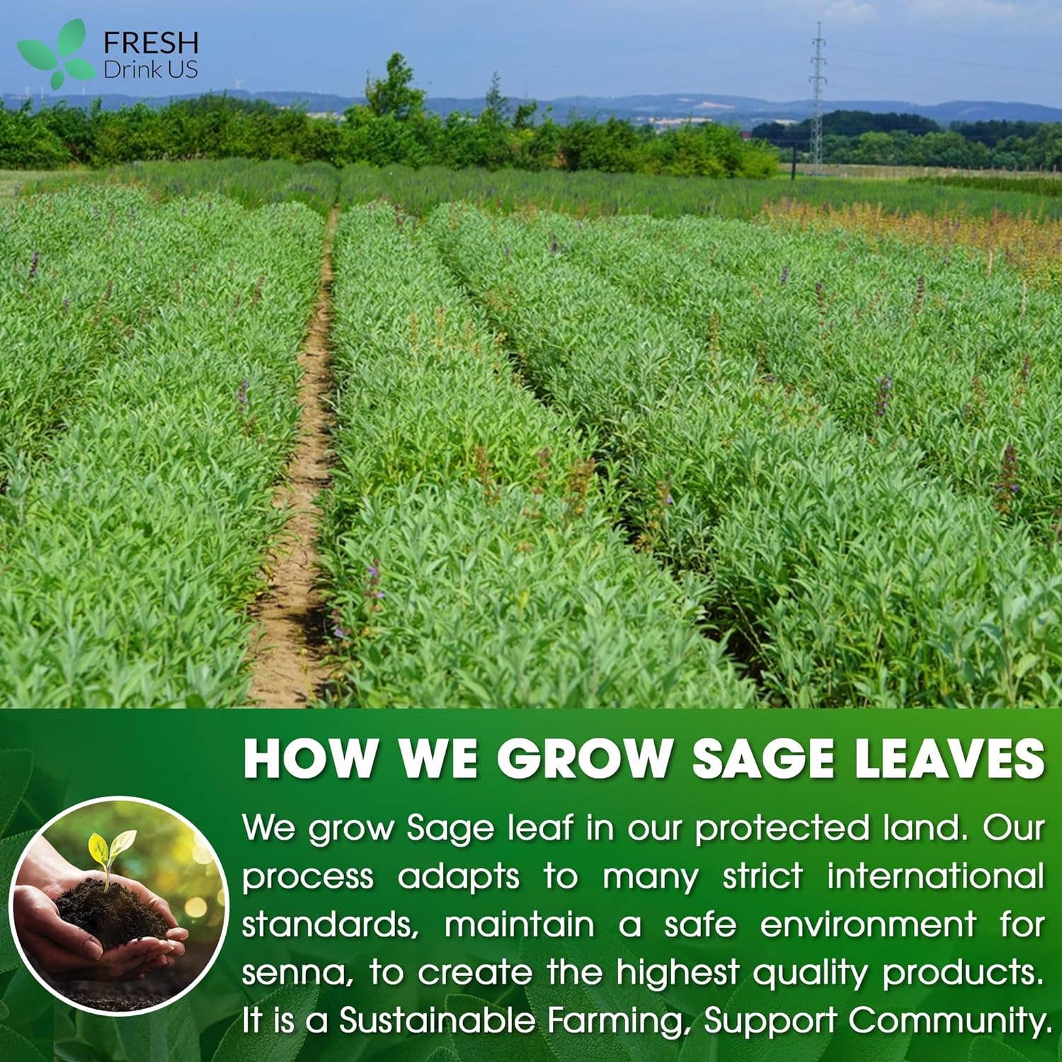 Naomi's Happy Place Shop - Wholesale Tea Bags - Sage Leaf Tea Bags, 100% Natural & Pure from Sage Leaves. Loose Leaf Sage Herbal Tea. Sage Leaf Tea. Made with Natural Material Tea Bags. No Sugar, No Caffeine, No Gluten, Vegan.4