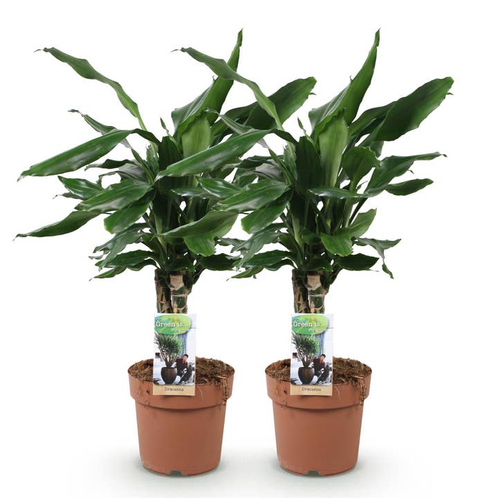Dracaena fragrans Steudneri – 2 pflegeleichte Drachenbäume – 50-55cm – 17cm – Robust & luftreinigend – Dekorative Grünpflanzen für Wohnzimmer, Büro & Schlafzimmer für den Großhandel von Oasis of Life