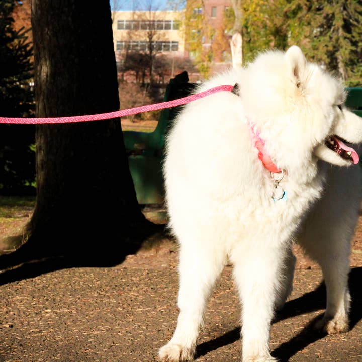 SOFT LINES - Wholesale Pet Leash - Dog - Woven Slip Lead1