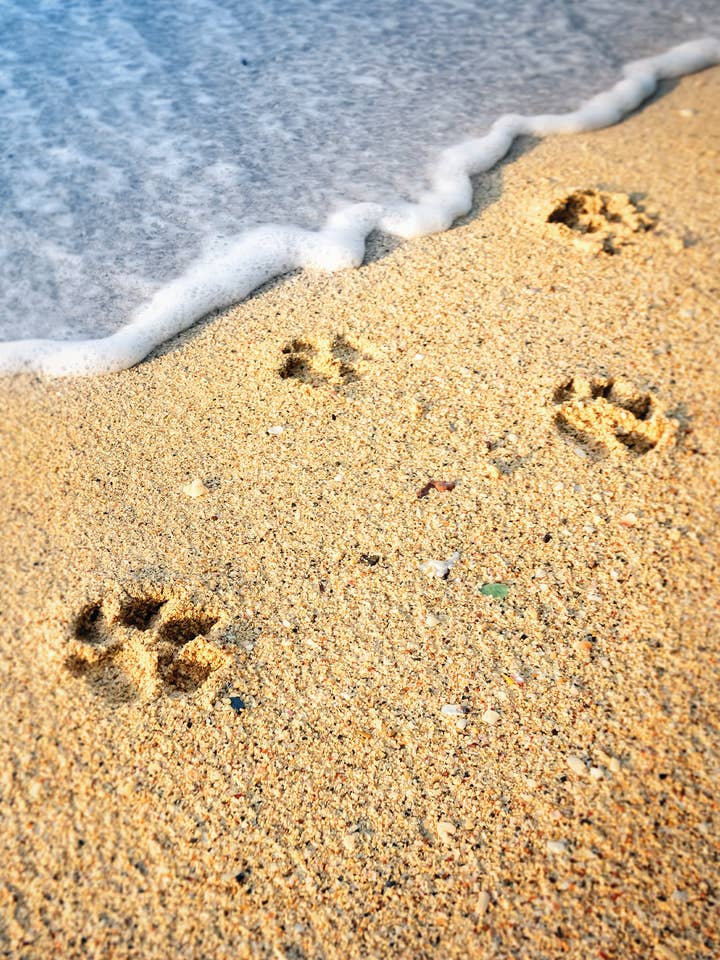 PSY/Footprints In Sand for wholesale by Greeting Cards by Norcard