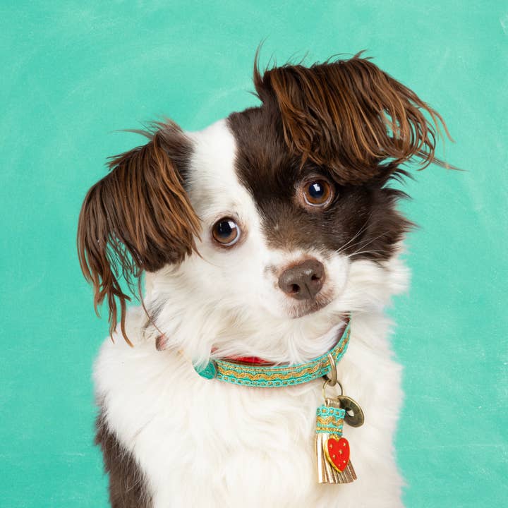 Coco Noël Leather Dog Collar S (Neck Size 27-33 cm / 2 cm) for wholesale by Dog with a Mission