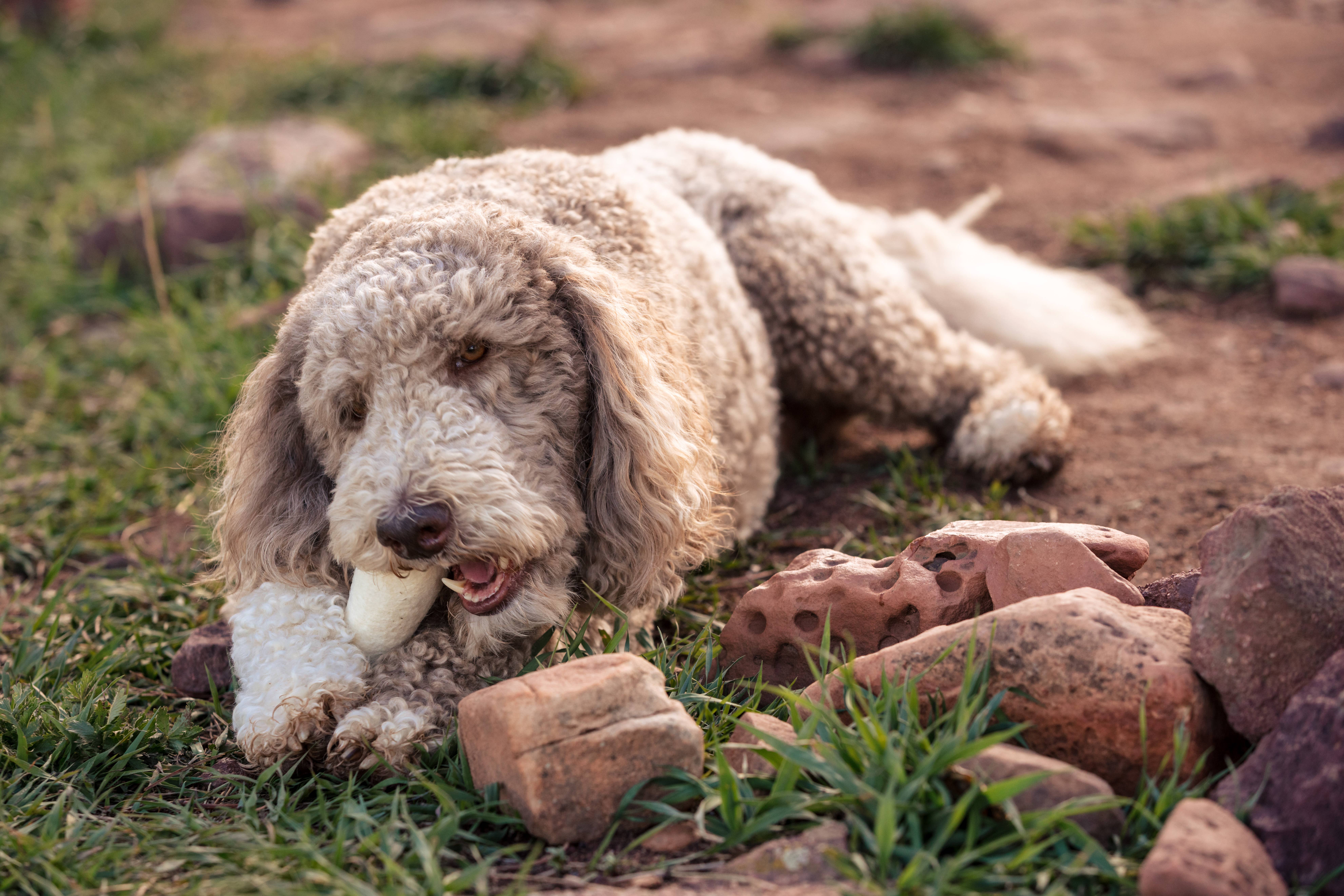 Fibres of Life - Wool & Felt - Wholesale Pet Toy - Dog - Felt Dog Bone Toy 5