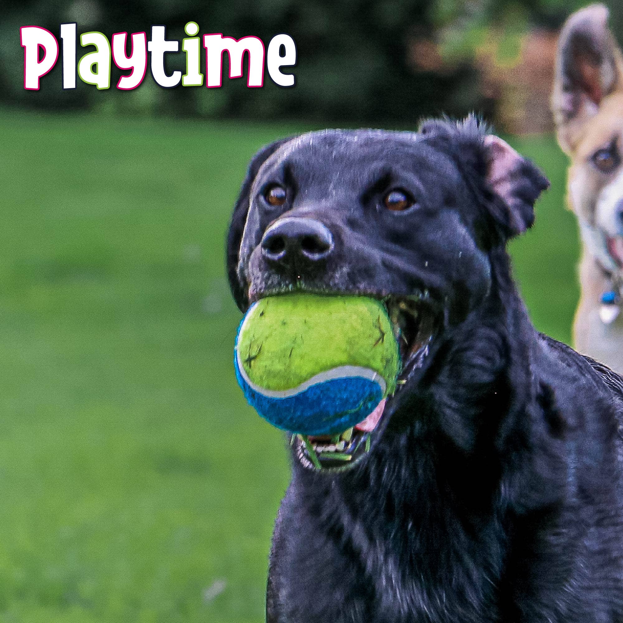 Ancol Pet Products Ltd – wholesale Pet fetch ball – Dog – Playtime For Dogs Chase -  Mega Tennis Ball Dog Toy2
