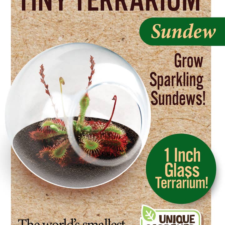 Silver Circle Products - Wholesale Retailer Display - Home & Living - Tiny Terrarium Carnivorous Glass Terrarium Counter Display