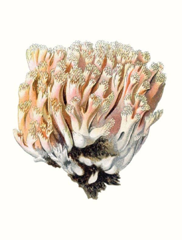 W. W. Norton - Wholesale Nature & Outdoors - Mushrooms9