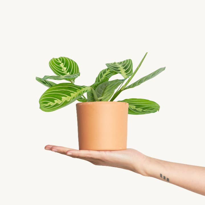 Maranta Citron Lime for engroshandel hos Miniplanta