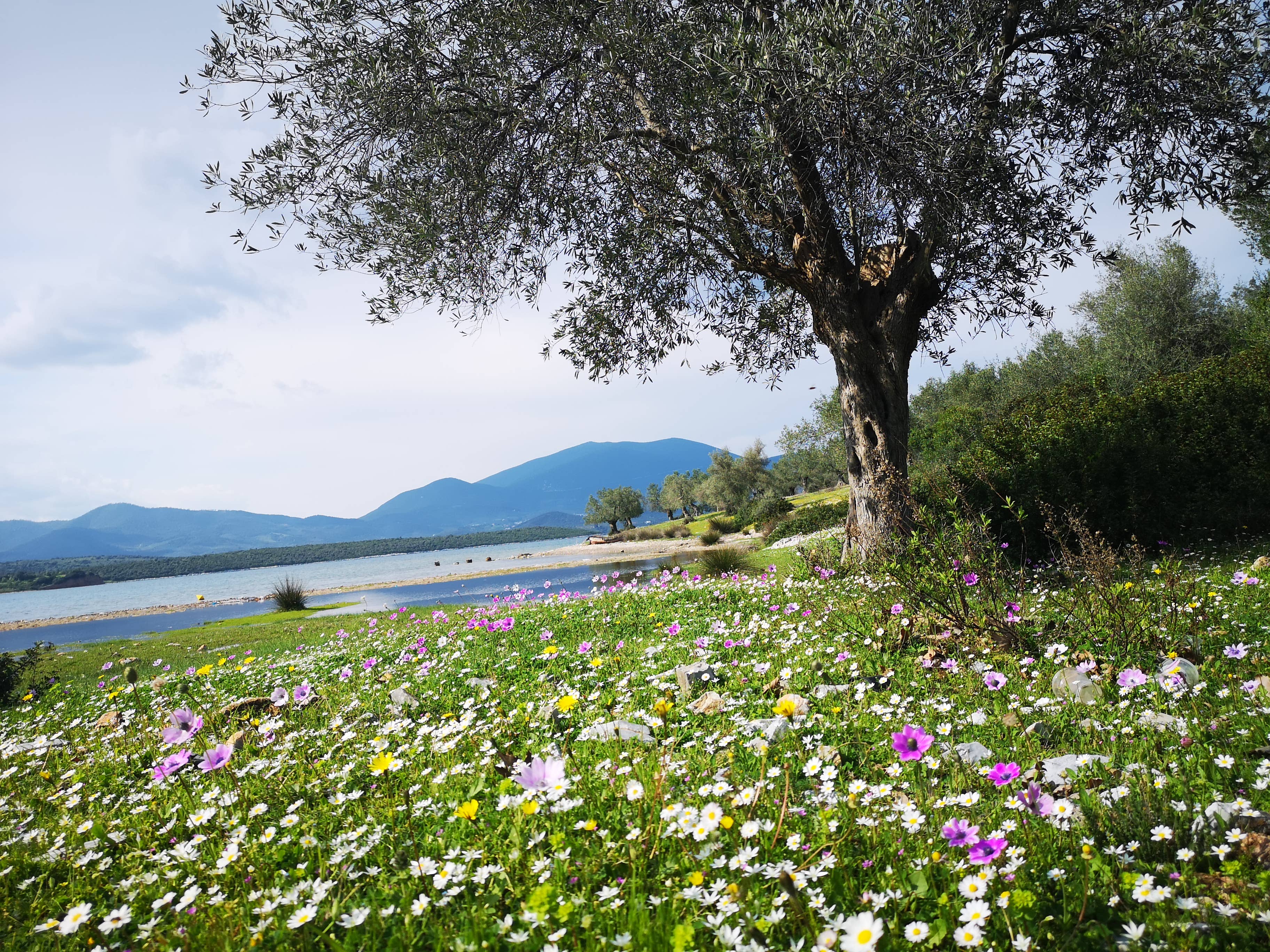 Moly the mythic antidote - Wholesale Health/Detox Tea - Herbal Tea bio, <Harmony> with herbal stem4