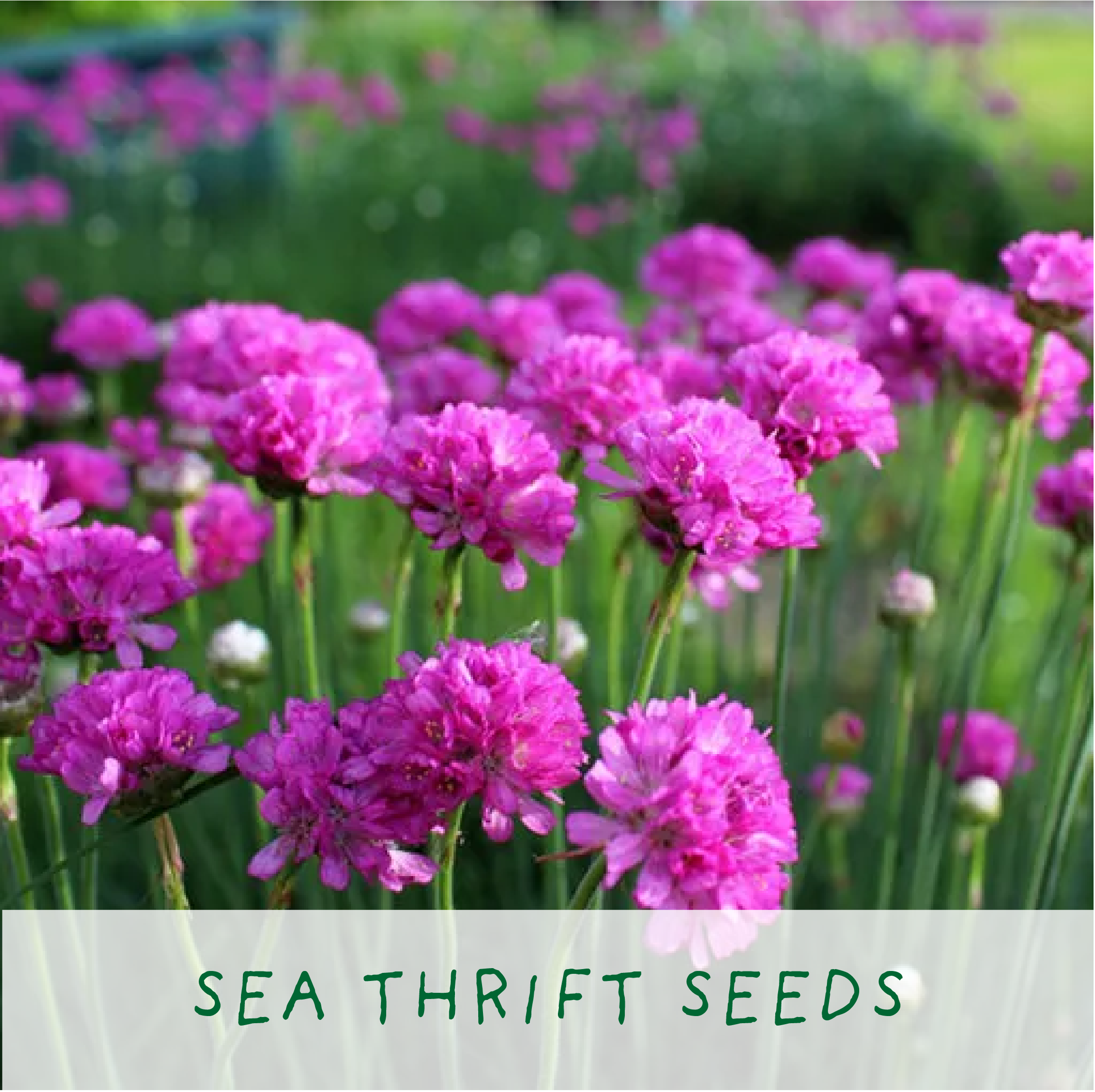 The Plant Gift Co. – wholesale Plant seeds – Seaside Lovers. Eco Grow Your Own Plant Kit, Gardening Gift5