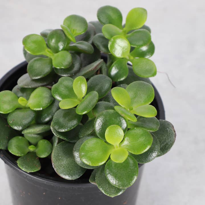Compact Jade Plant - Live Plant for wholesale by Thorsen's Greenhouse