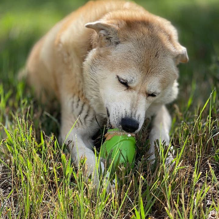 SodaPup Dog Toys - Vendita all'ingrosso Giocattolo da masticare - Cani - Dispenser durevole per snack in gomma sintetica PUP-X a forma di gnomo6
