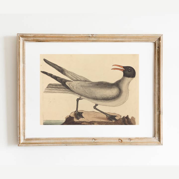 Sea to Skye - Wholesale Art Print - The Laughing Gull Art Print