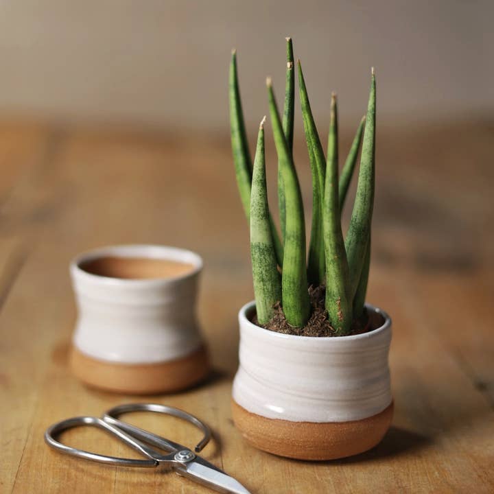 Gravesco Pottery - Wholesale Plant pot - Assorted Small Planter Pots | White 2 inch handmade6