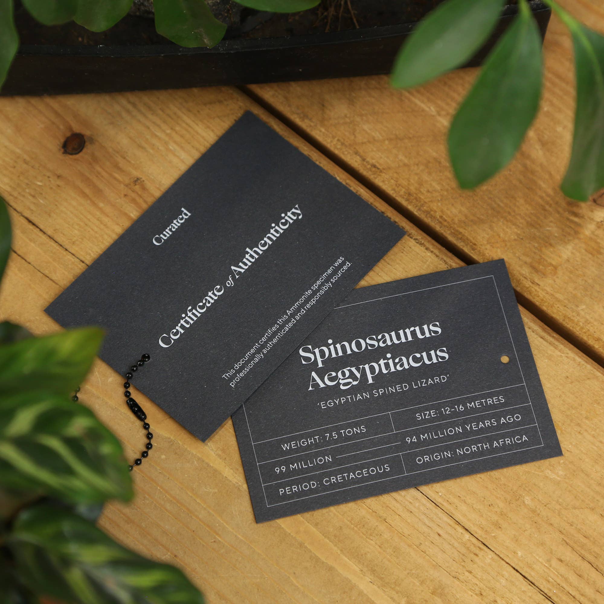 Curated Studio - Wholesale Wall Accent - Spinosaurus Tooth Real Dinosaur Fossil Shadow Box Frame1