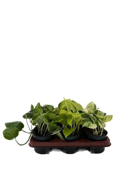 Oasis of Life - Venta al por mayor Plantas naturales - Poto – Mezcla de Epipremnum – 6 plantas – Ø12cm – Altura aprox. 15cm – Plantas de interior de fácil cuidado – Plantas trepadoras y colgantes con diferentes patrones de hojas