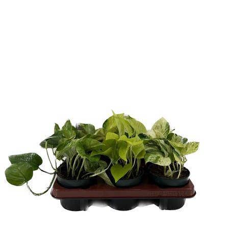 Oasis of Life - Venta al por mayor Plantas naturales - Poto – Mezcla de Epipremnum – 6 plantas – Ø12cm – Altura aprox. 15cm – Plantas de interior de fácil cuidado – Plantas trepadoras y colgantes con diferentes patrones de hojas0