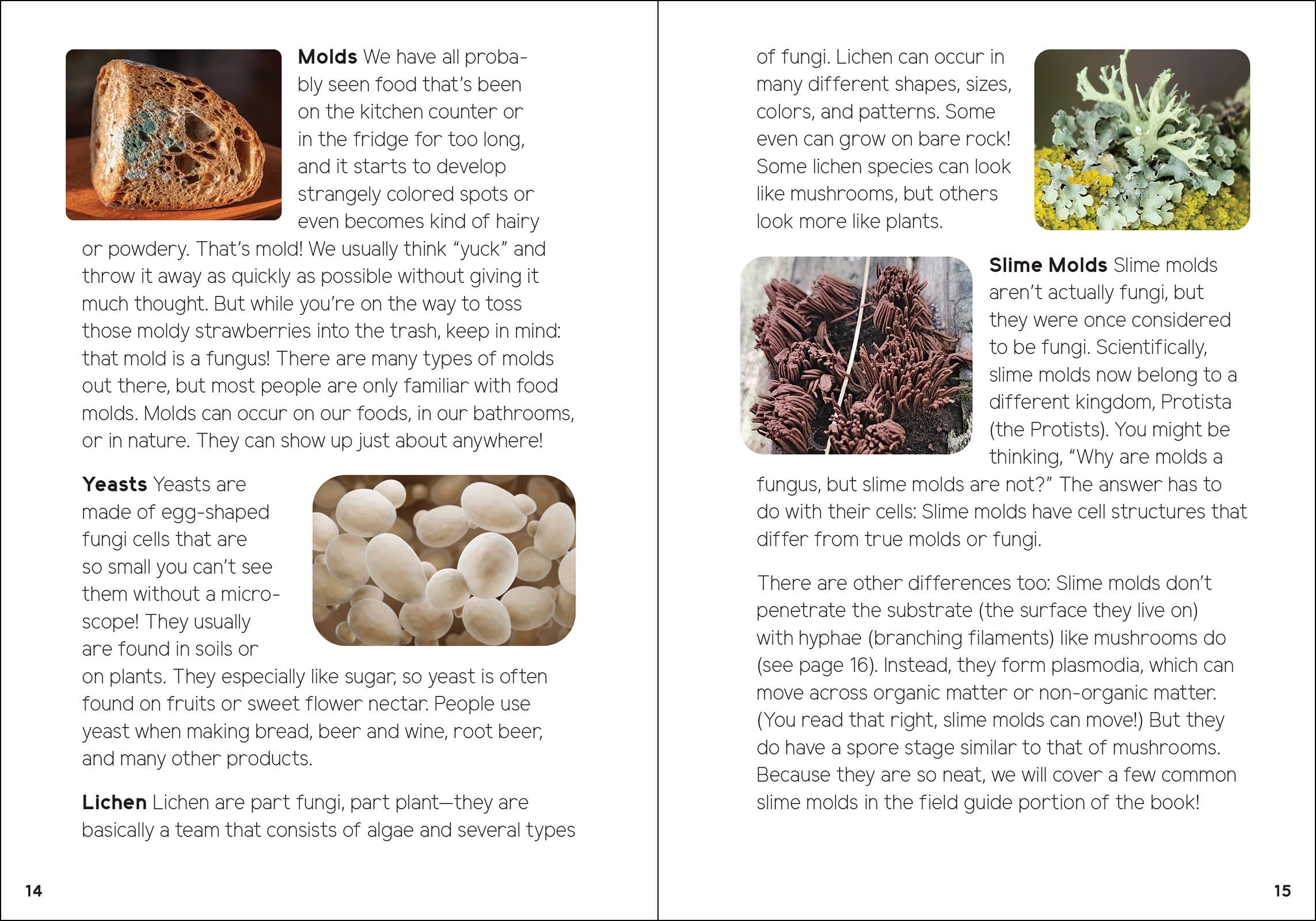 AdventureKEEN - Vente Nature et plein air - Champignons & Fungi pour les enfants9